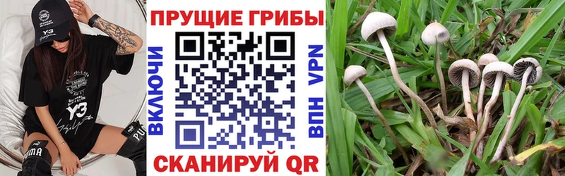 Галлюциногенные грибы Magic Shrooms  Приозерск 